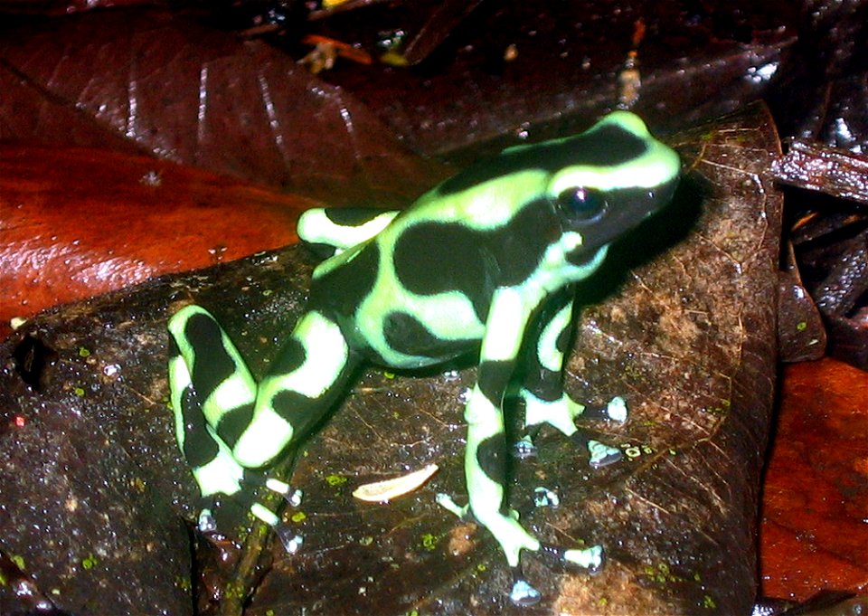 Dendrobates auratus (Green and black poison frog) from La Suerte Field Station, northeast Costa Rica.Pstevendactylus 01:36, 17 February 2006 (UTC)