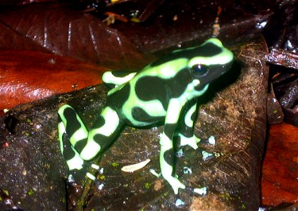 Dendrobates auratus (Green and black poison frog) from La Suerte Field Station, northeast Costa Rica.Pstevendactylus 01:36, 17 February 2006 (UTC) photo