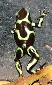 Poison Dart Frog (Dendrobates auratus) photo