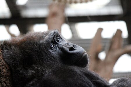 Animal london zoo portrait