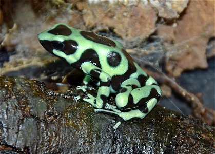 Captive Green and black poison dart frog (Dendrobates auratus) at Slimbridge Wetland Centre, Gloucestershire, England. This frog is about one inch long.