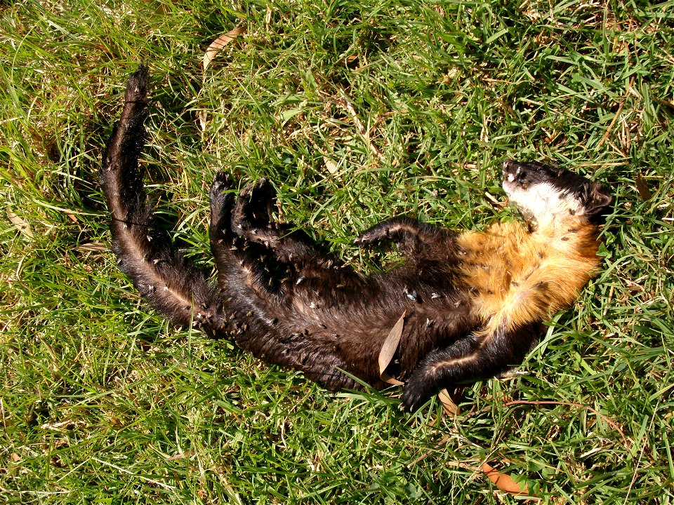 A Nilgiri marten found dead due to unknown causes in a pasture near Sandynallah, Nilgiri.Necropsy lesions suggested that the cause of death could be due to attack by feral dogs.  Nilgiri martens is a 