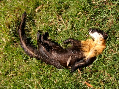 A Nilgiri marten found dead due to unknown causes in a pasture near Sandynallah, Nilgiri.Necropsy lesions suggested that the cause of death could be due to attack by feral dogs.  Nilgiri martens is a 