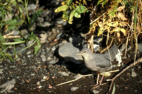 American Dipper (Cinclus mexicanus)