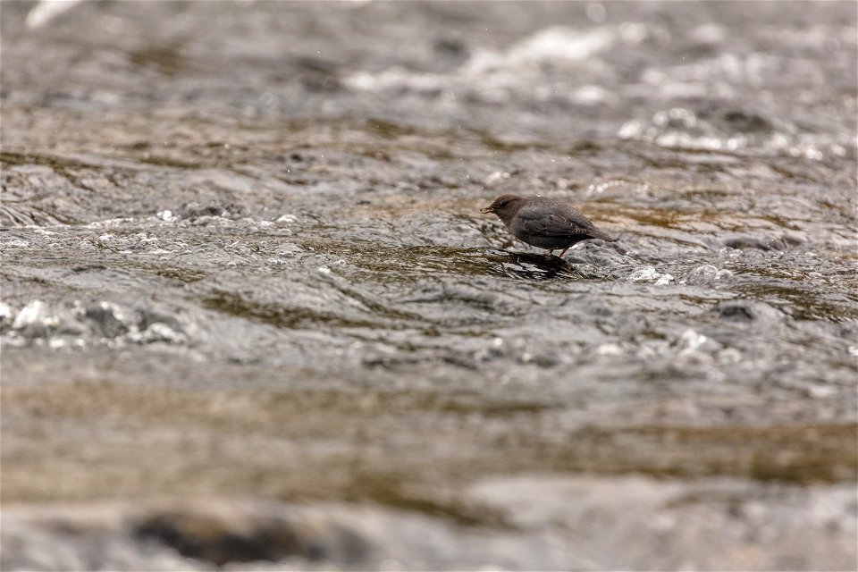 American Dipper with food in its beak