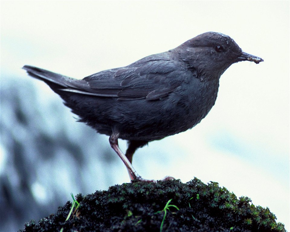 American dipper photographed on Kodiak Island