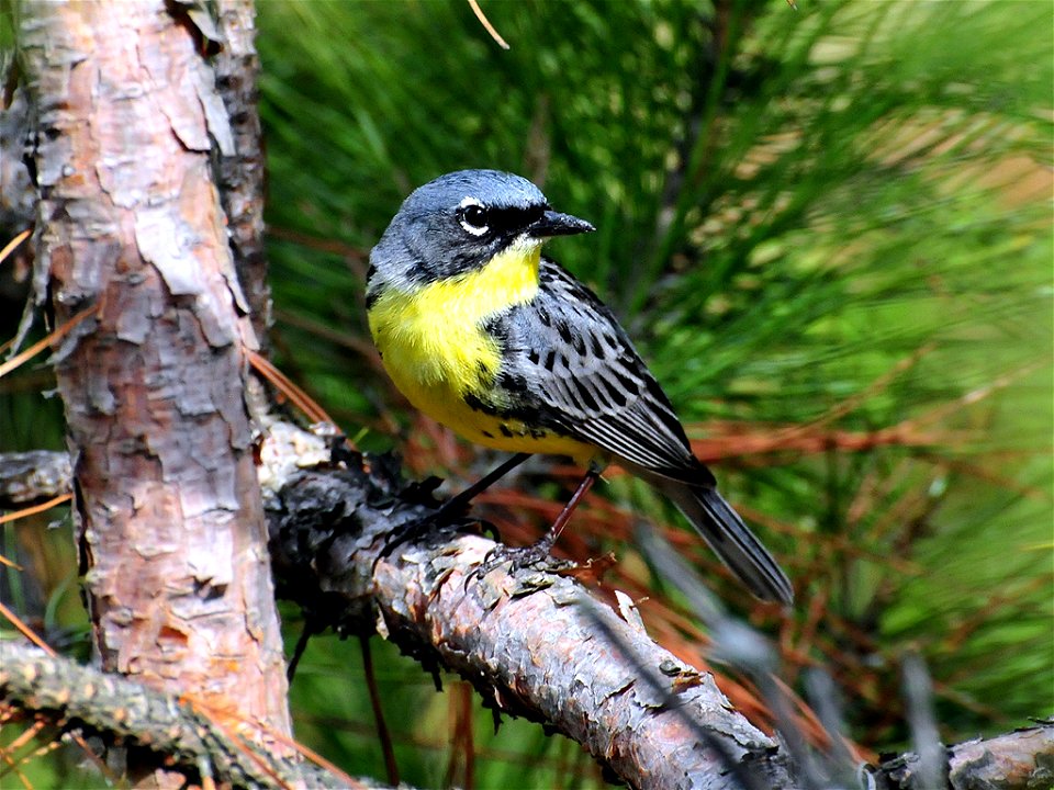 June 8, 2008
Male Kirtland's warbler from Adams county, Wisconsin. Photo by Joel Trick/USFWS.