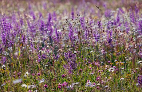 Meadow wild flower sage