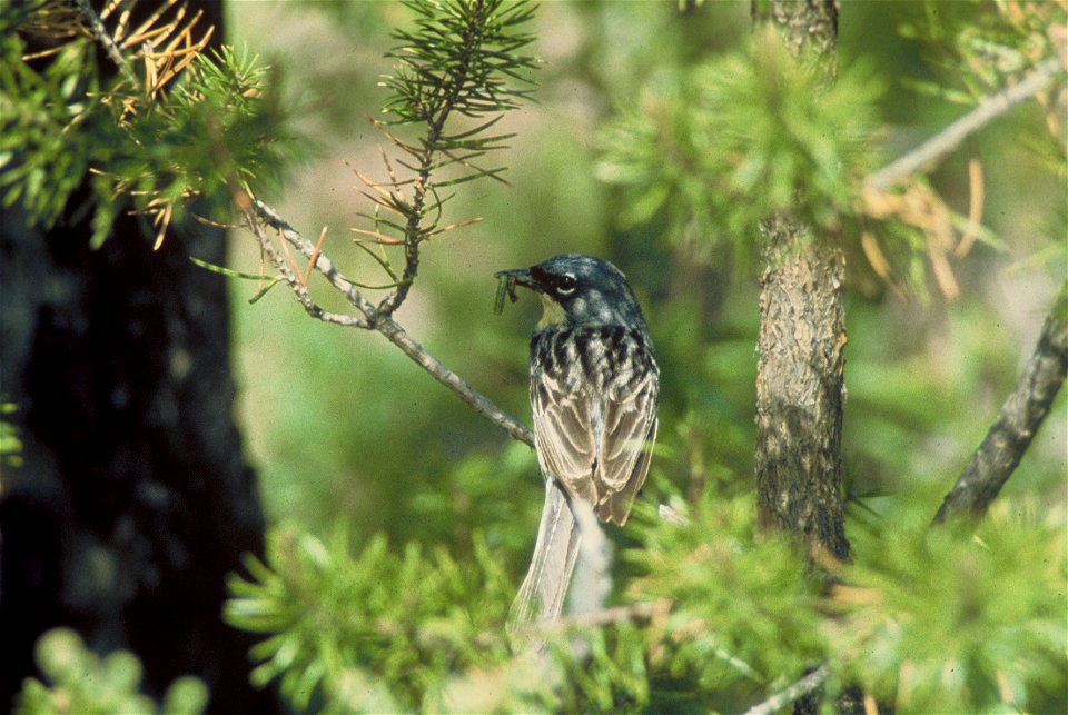 Kirtland's Warbler