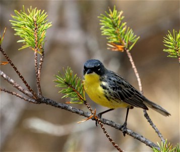 The Kirtland’s Warbler is a small songbird that nests in young Jack Pine forests in northern Michigan, Wisconsin and Ontario, Canada. It requires large stands of young, dense Jack Pine forest at least