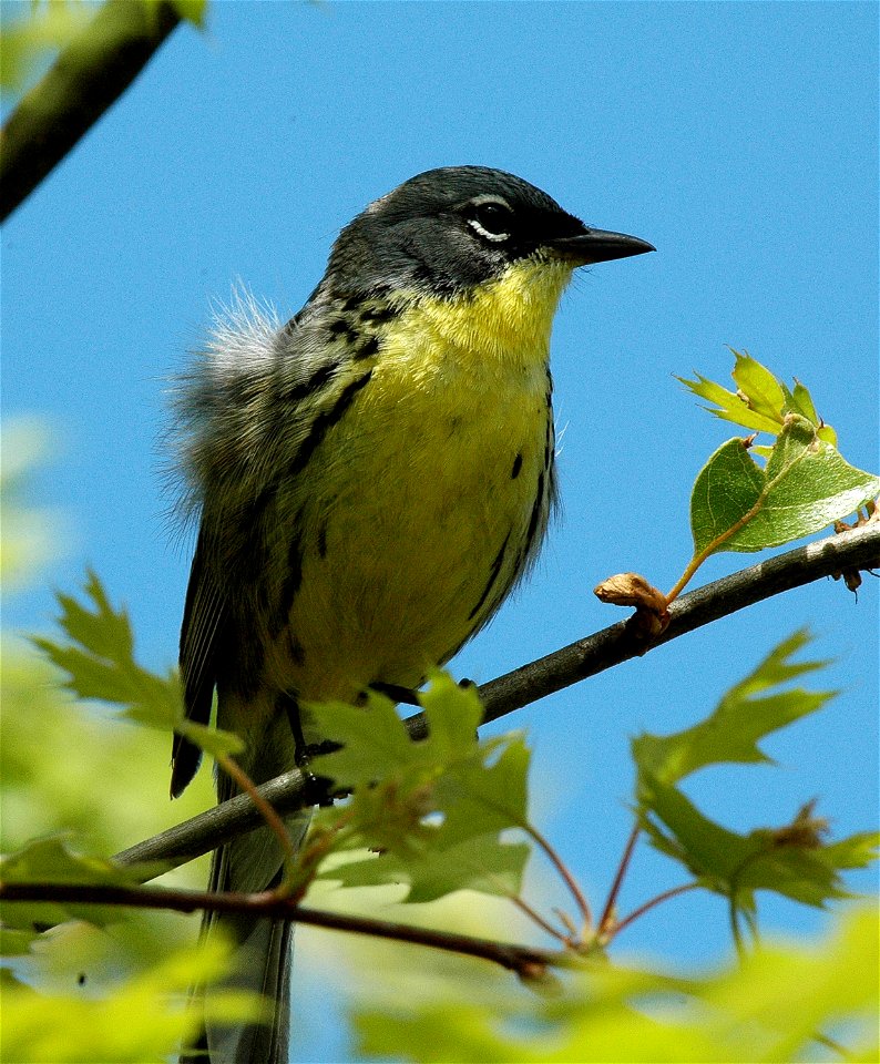 Kirtland's Warbler Setophaga kirtlandii, Grayling, Michigan. Photo By Jim Hudgins/USFWS