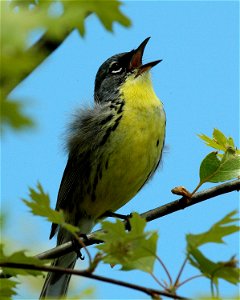 Kirtland's Warbler Setophaga kirtlandii, Grayling, Michigan. Photo By Jim Hudgins/USFWS