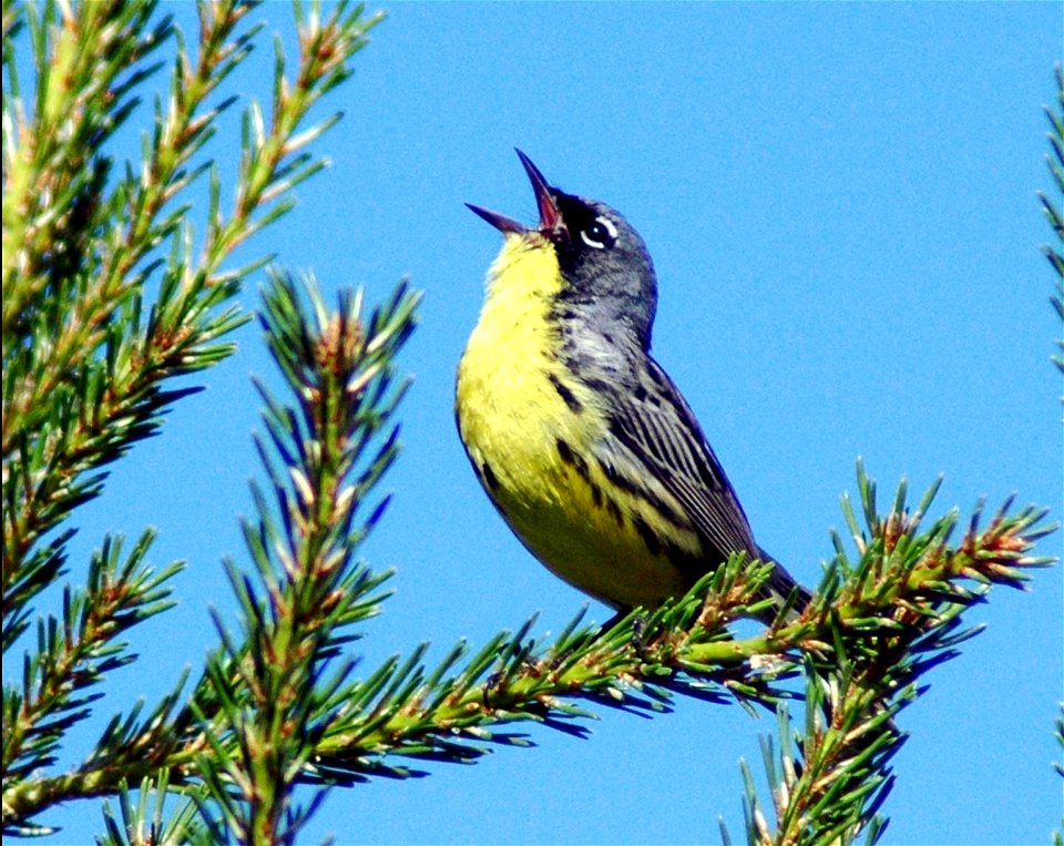 June 6, 2007, Wisconsin. Photo by Joel Trick/USFWS.