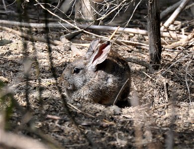 The riparian brush rabbit (Sylvilagus bachmani riparius) is listed as endangered and is one of eight subspecies of brush rabbits native to California. This one is at the San Joaquin River National Wil