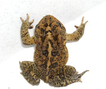 Bufo_terrestris_0 photo