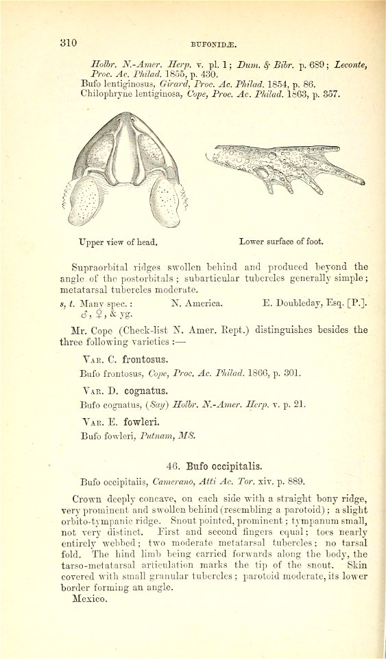 Catalogue of the Batrachia Salientia s. Ecaudata in the ... British Museum.