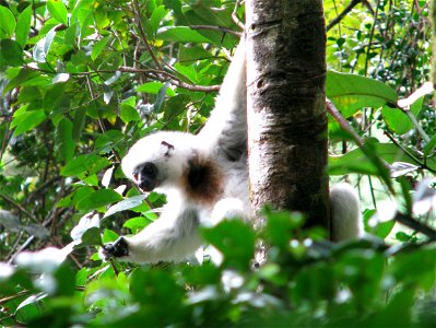 silky sifaka photo i took in the makira conservation site, madagascar
