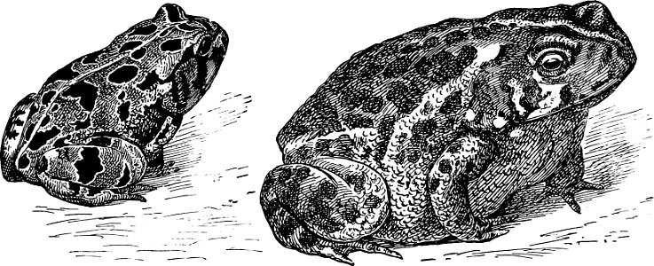 Common Toad from The turtles, snakes, frogs and other reptiles and amphibians of New England and the north