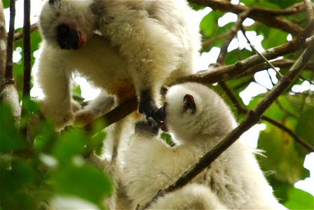 silky sifaka picture i took in Marojejy NP, Madagascar