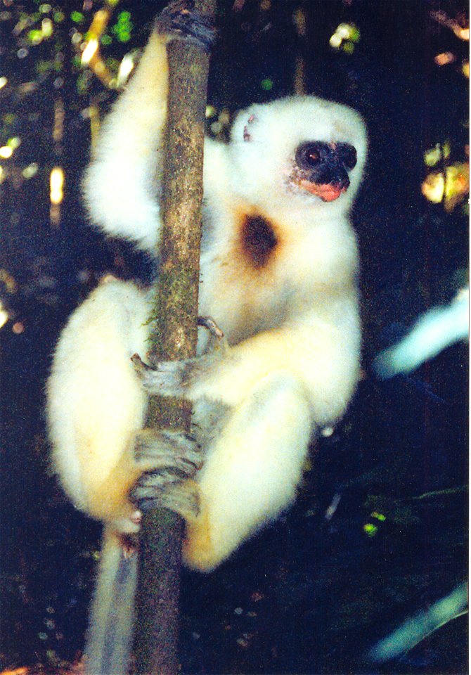 Photo of wild silky sifaka taken by myself in Marojejy National Park Madagascar
