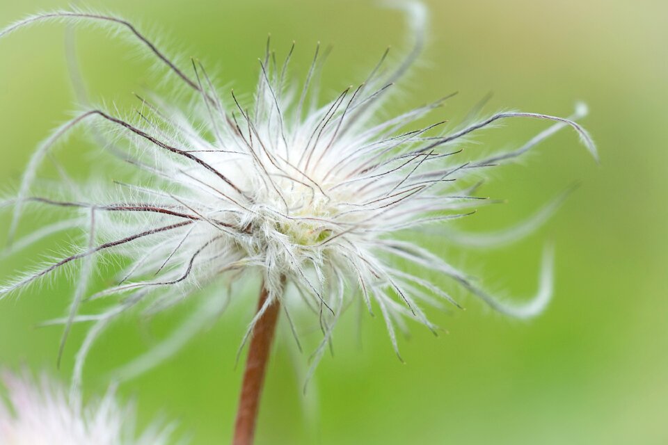 White plant faded flower
