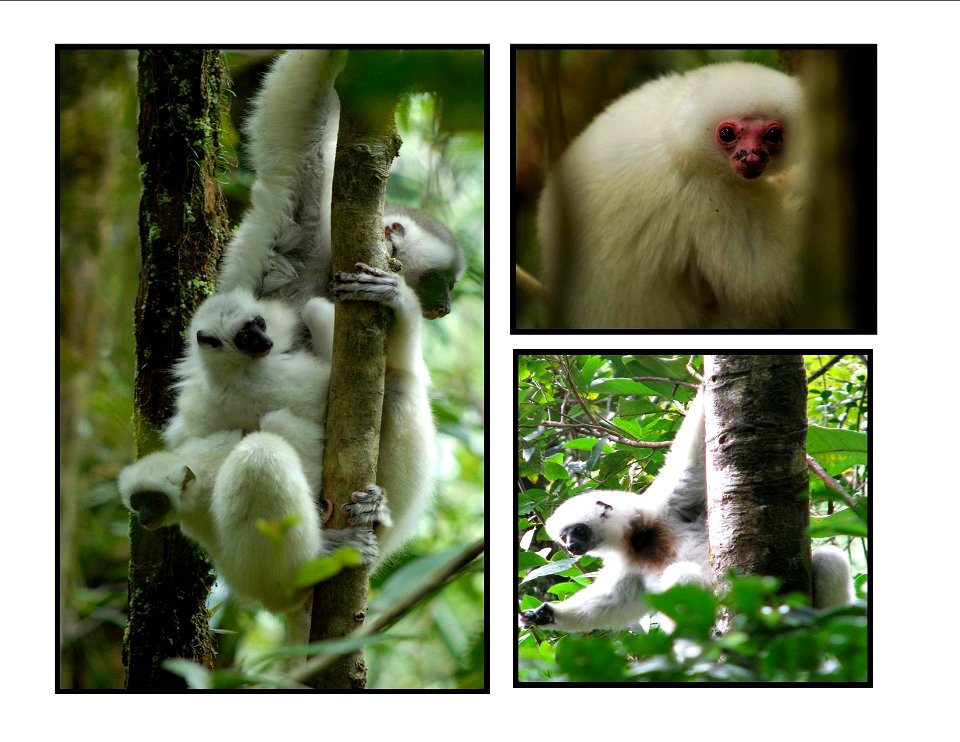 Wild Silky Sifaka Photos That I took myself in Marojejy National Park, Madagascar