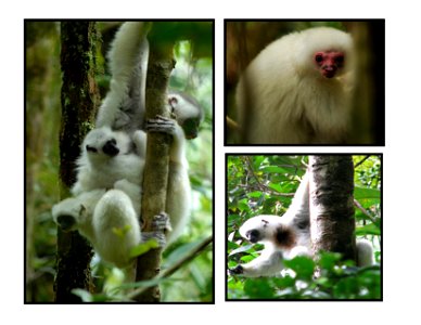 Wild Silky Sifaka Photos That I took myself in Marojejy National Park, Madagascar