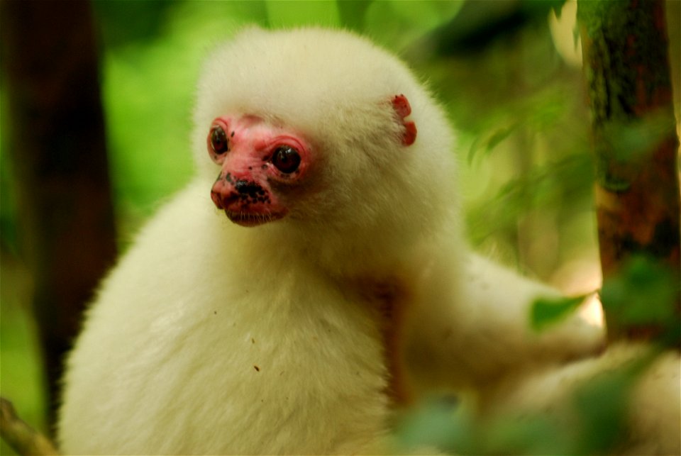 Photo of wild silky sifaka taken by myself in Marojejy National Park, Madagascar