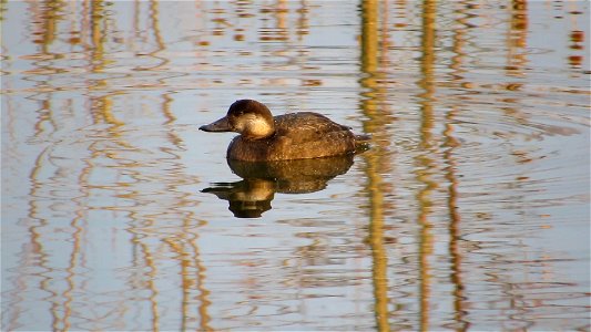 "Excuse me. Which way to the Atlantic Ocean?" A female black scoter made an unexpected visit to DOE Office of Legacy Management's ecologically restored Fernald Preserve, Ohio, Site this past November 