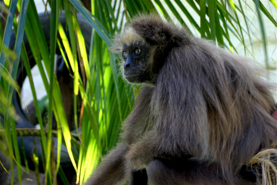 Critically endangered species of Brown Spider Monkey, Ateles hybridus.
Photo courtesy of Alianza para Ecosistemas Criticos - ALPEC

06-59-CO-3457