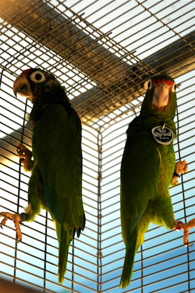El Yunque National Rainforest, Puerto Rico – Two Puerto Rican Amazon parrots are safely caged at the Iguaca Aviary at the El Yunque National Rainforest, Puerto Rico. The parrots are an endangered spec photo