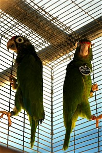 El Yunque National Rainforest, Puerto Rico – Two Puerto Rican Amazon parrots are safely caged at the Iguaca Aviary at the El Yunque National Rainforest, Puerto Rico. The parrots are an endangered spec