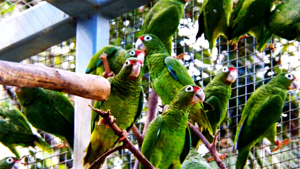 Puerto Rican Parrot