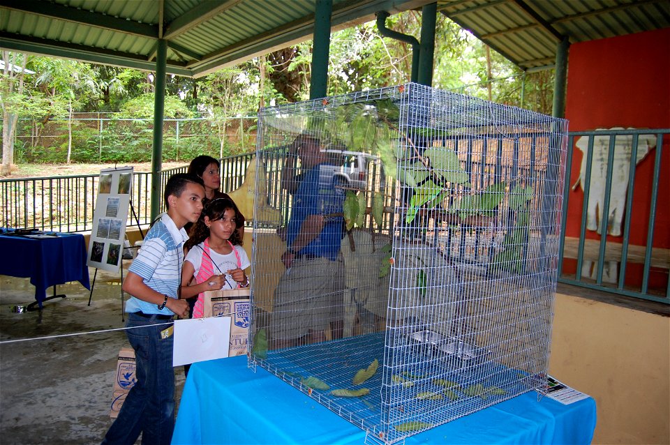 May 21, 2011, Mayaguez, Puerto Rico, By:  Lilibeth Serrano, USFWS