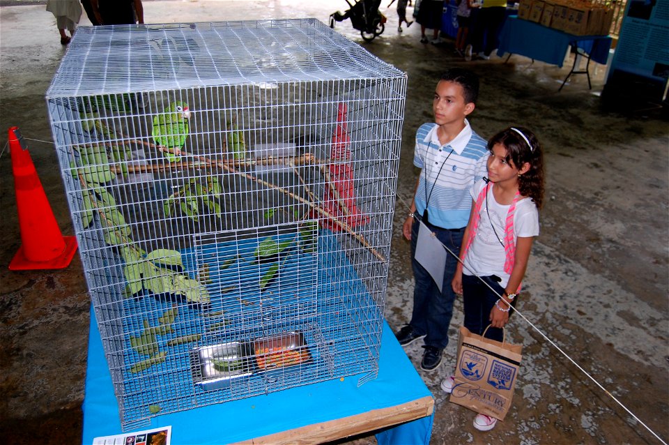 May 21, 2011, Mayaguez, Puerto Rico, By:  Lilibeth Serrano, USFWS