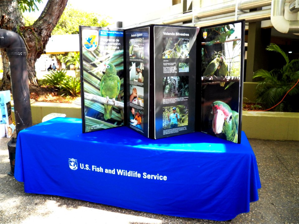 By: Danna Liurova (DRV) USFWS YAP
May 01, 2012

Our second table at the SAVE THE FROG DAY event.