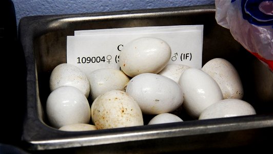 Amazona vittata eggs, from captive breeding program. By: Danna Liurova, USFWS YAP. The Puerto Rican Parrot has two to three offspring. If a pair of parrots doesn't want their eggs, the eggs are moved photo