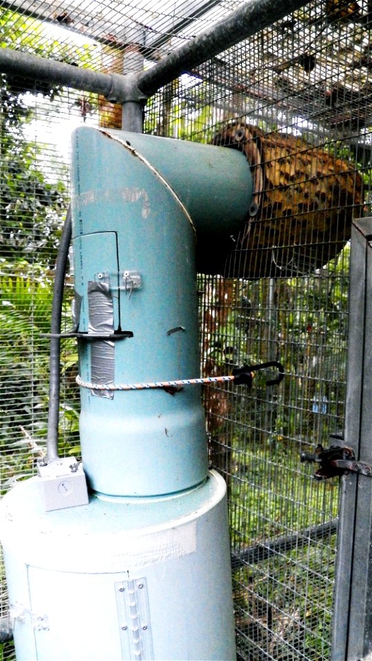 By: Danna Liurova, USFWS YAP
February 22, 2012

Artificial nest for the breeding of Puerto Rican parrot.