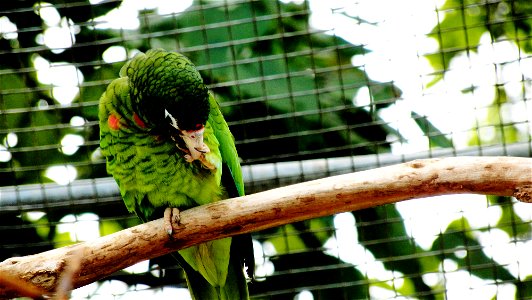 By: Danna Liurova, USFWS YAP February 22, 2012 Puerto Rican Parrot photo