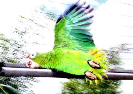 April 28, 2007: Endangered Puerto Rican parrot at the old aviary. To learn more about the Puerto Rican parrot, visit www.fws.gov/southeast/prparrot/ Photo by Tom MacKenzie, USFWS. photo