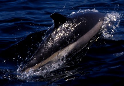 Atlantic white-sided dolphin photo