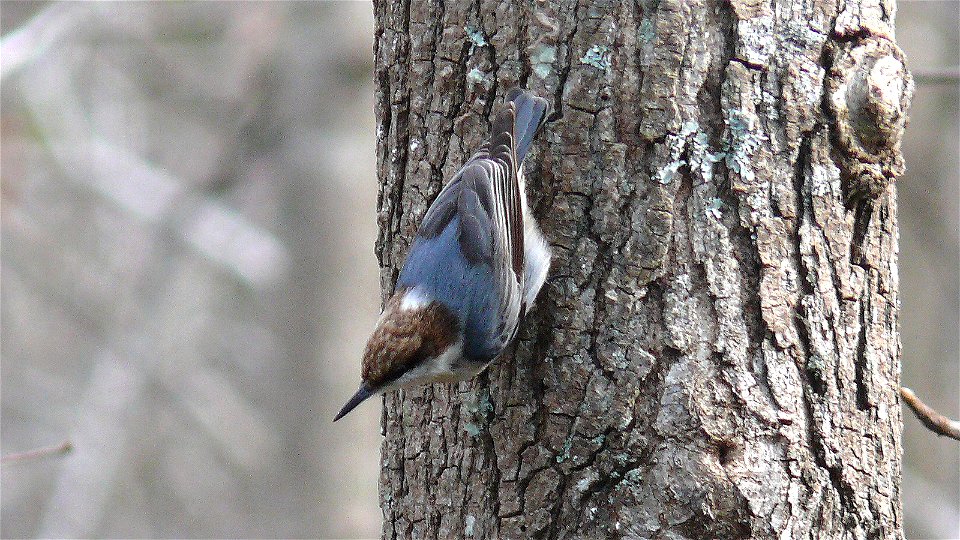 A Brown-headed Nuthatch (Sitta pusilla).Photo taken with a Panasonic Lumix DMC-FZ50 in Johnston County, North Carolina, USA. photo