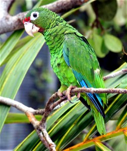 Endangered Puerto Rican parrot ceremonially released at the flight cage of the flight cages at the Iguaca Aviary