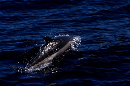 Atlantic white-sided dolphin photo