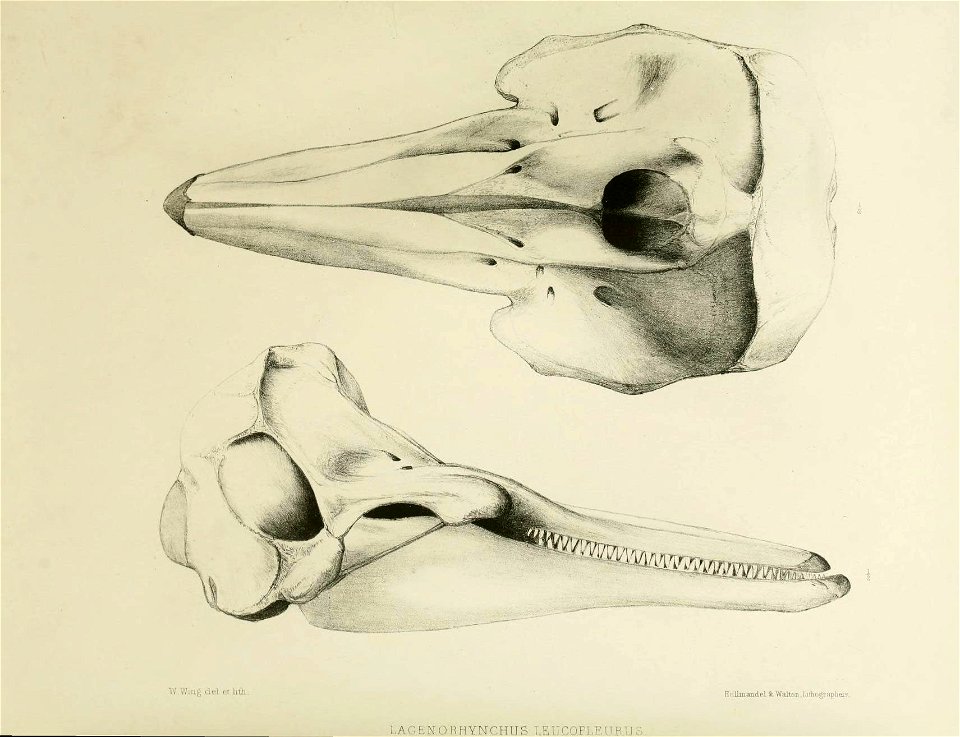 The zoology of the voyage of the H.M.S. Erebus & Terror v.1.
