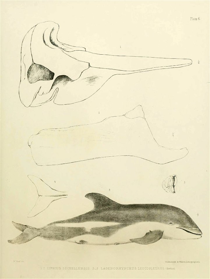 riate 6 
HiJbnanflrt ft'WaUonliiliograplj.ers 

IIPHIUS SECHELLEIISIS 3_5 LAGEMORHYNCHUS LEUCOPLEURUS (foetus)