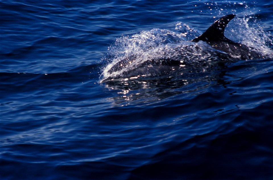 Atlantic white-sided dolphin (Lagenorhynchus acutus).