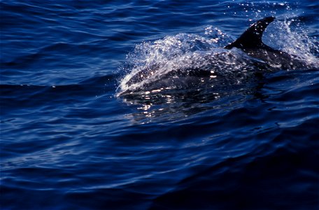 Atlantic white-sided dolphin (Lagenorhynchus acutus). photo