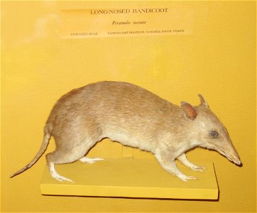 This is a photograph of a Long-nosed Bandicoot (Perameles nasuta).
This photograph is from the Harvard Museum of Natural History / Peabody Museum. Although no copyright has been asserted for the subje