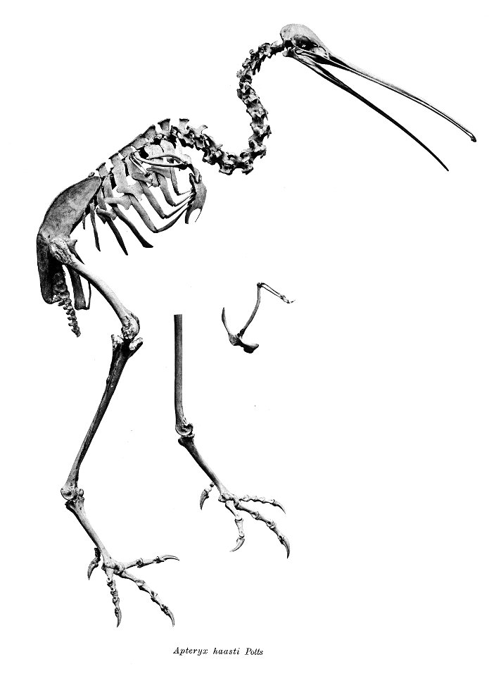 Bird skeletons. Note that the current scientific names need to be checked.

Apteryx haasti